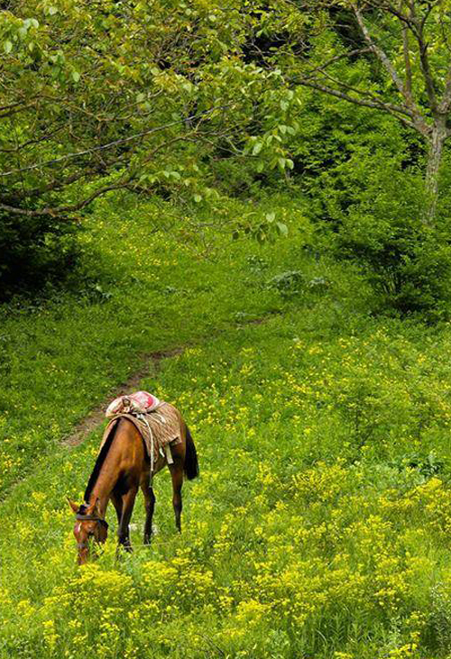 ფოტოგრაფი, რომლის ძაღლიც პროფესიონალურად პოზირებს... Rating